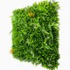 Mur vegetal artificiel Savane au M²